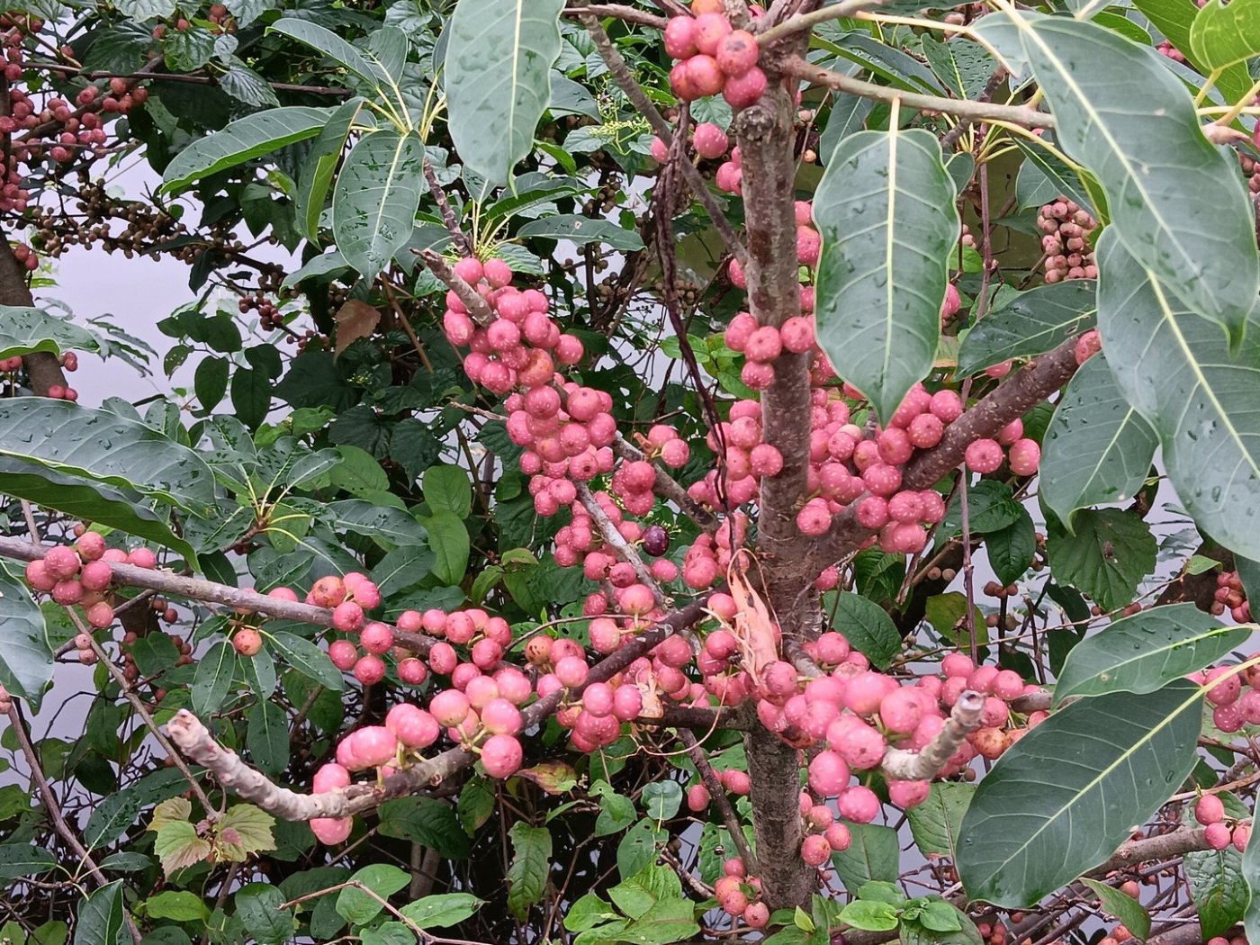 雀榕隱花果密集