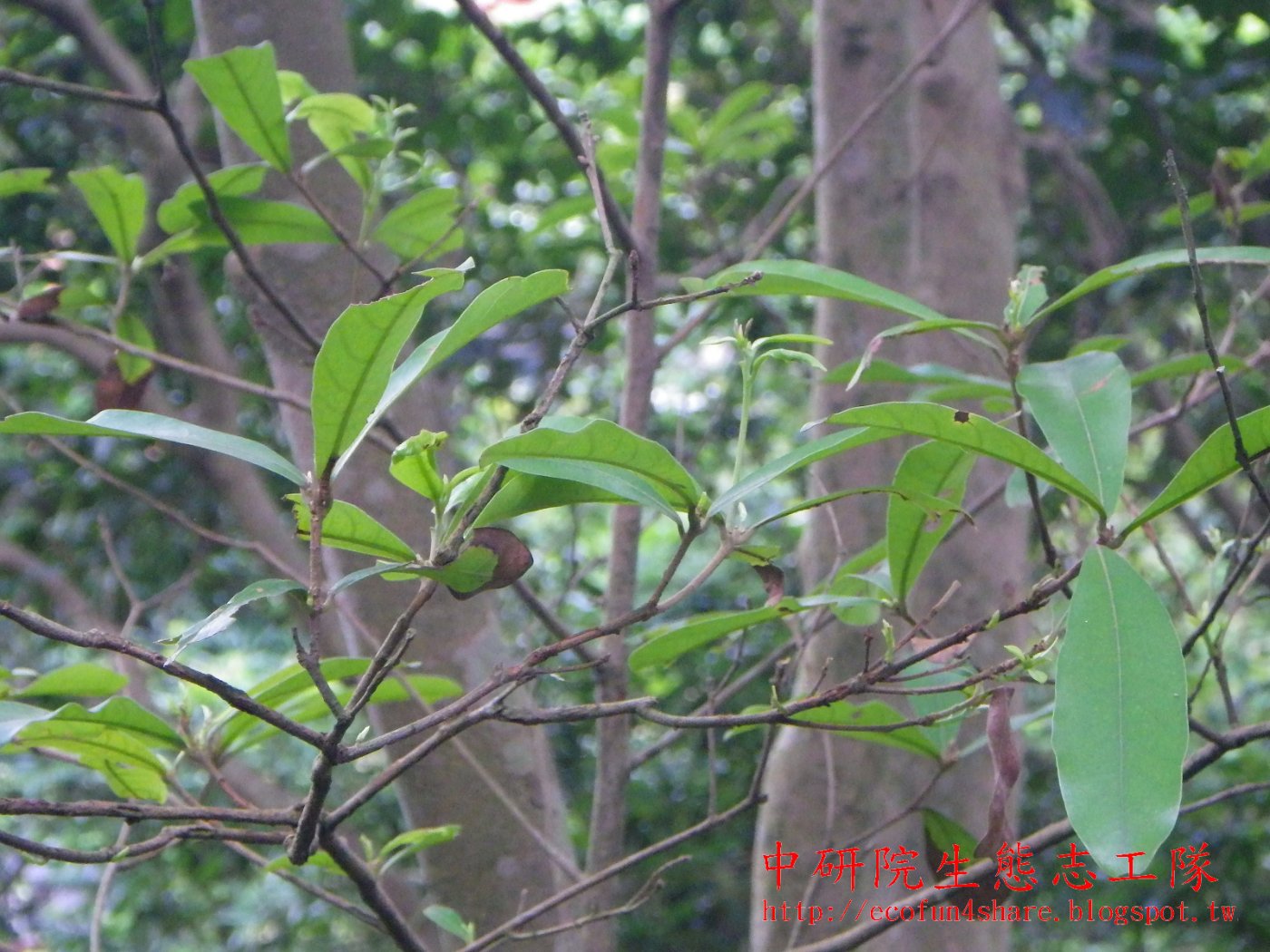 小梗木薑子小枝細長