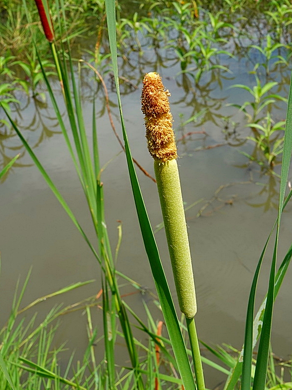 香蒲的穗狀花序，花莖直立，雌雄花序間無間隔。