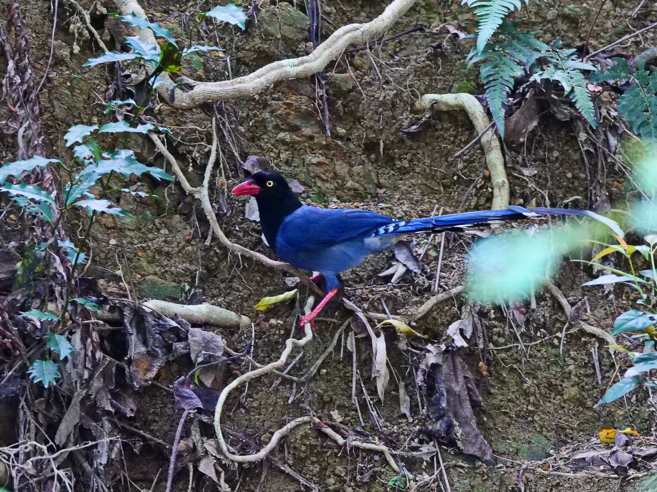 台灣藍鵲