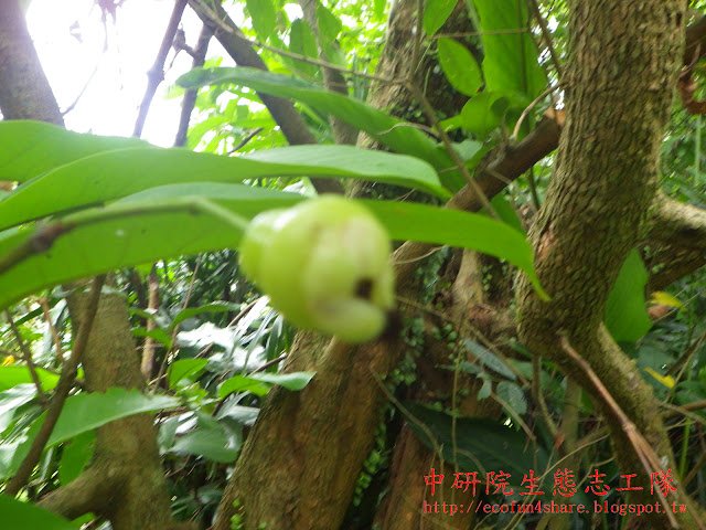蓮霧老樹萌蘗的枝條與葉
