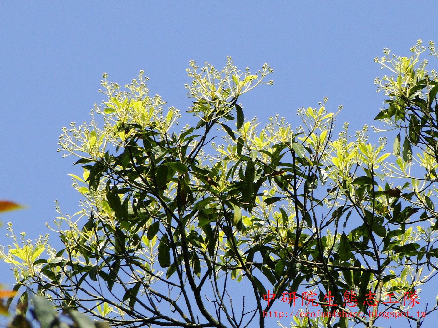 香楠開花