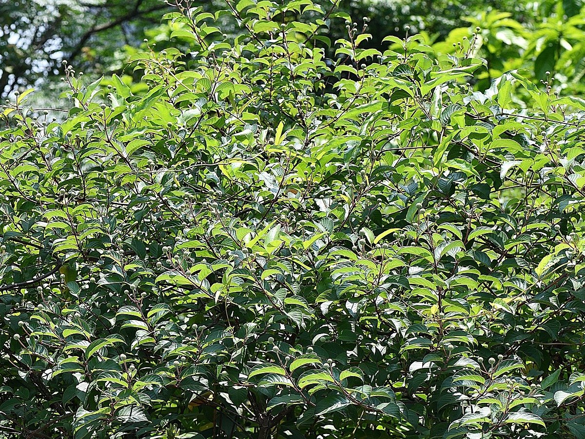 實生苗若能開花結果，將有助於增加風箱樹的遺傳多樣性。