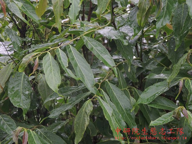 披針葉饅頭果-基部鈍且歪斜-單葉互生-全緣