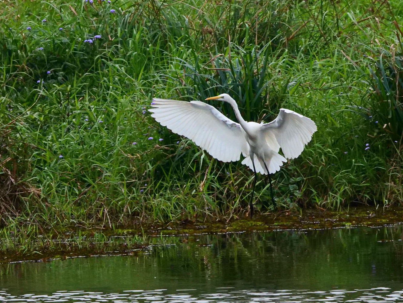 大白鷺滑翔飛降