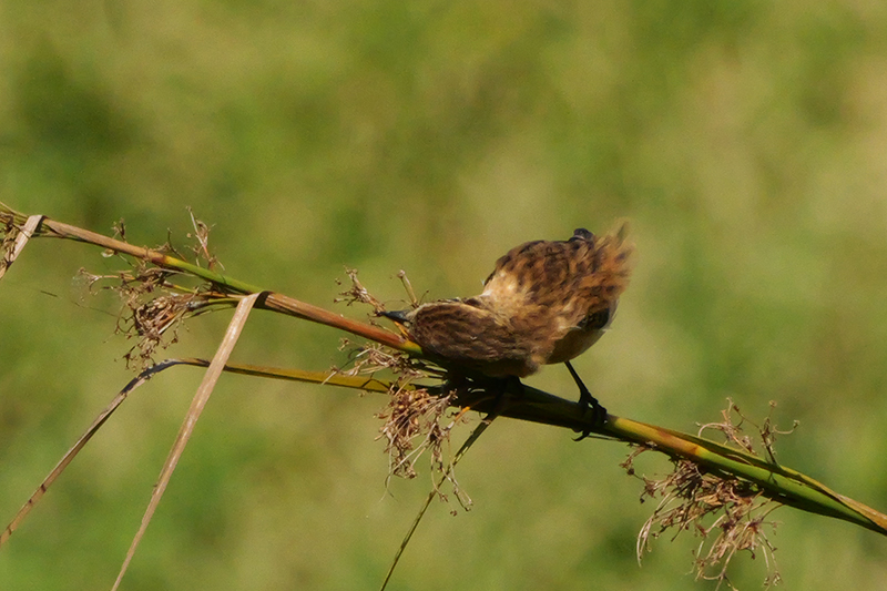黑喉鴝雌鳥背面