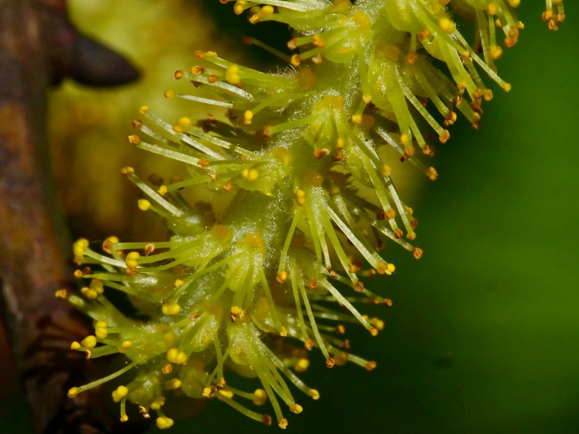 水社柳雄花  蔡德輝攝