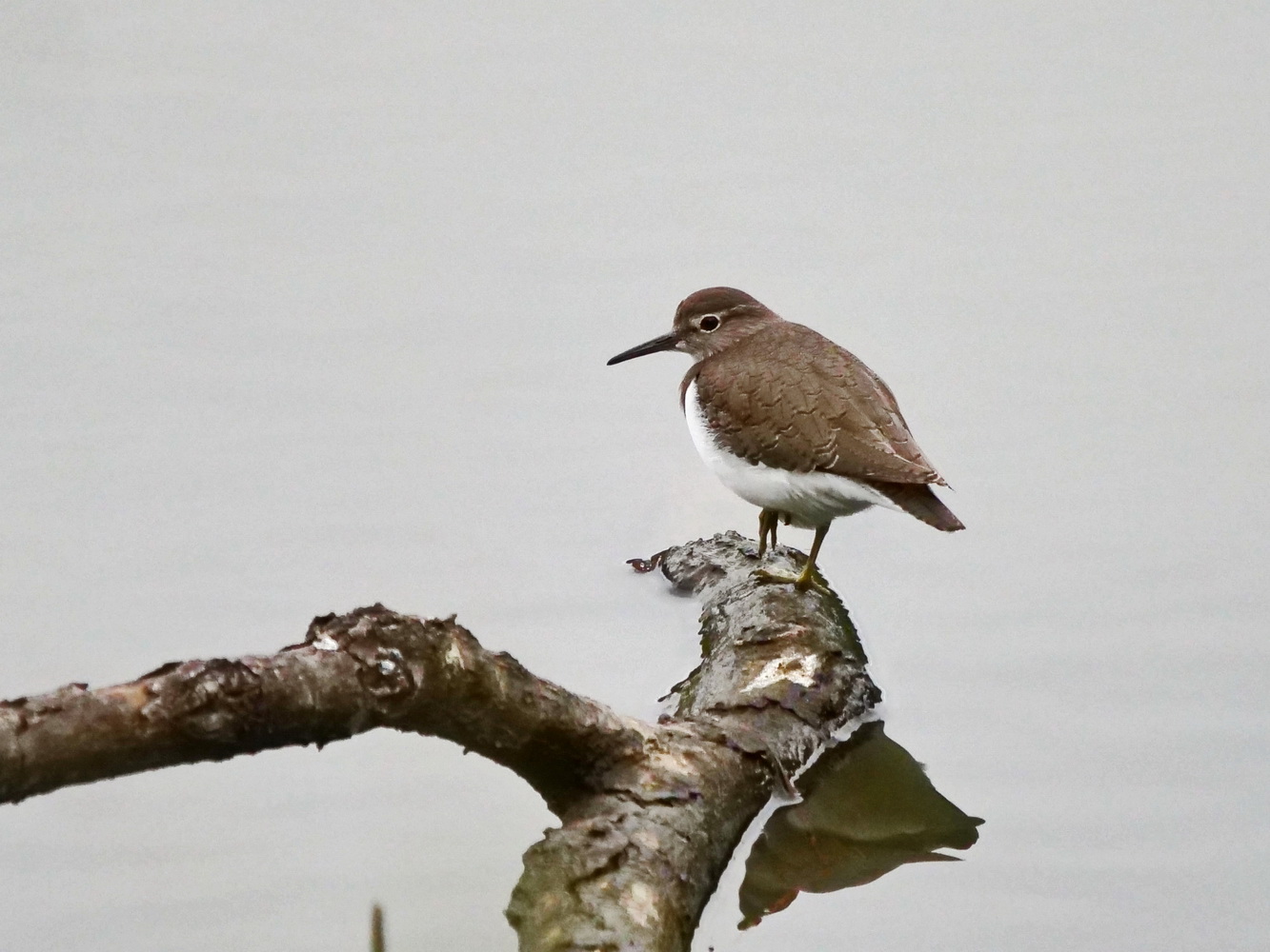 磯鷸獨佔池邊枯枝