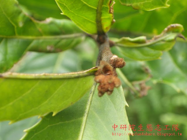 山龍眼新芽被紅褐色茸毛