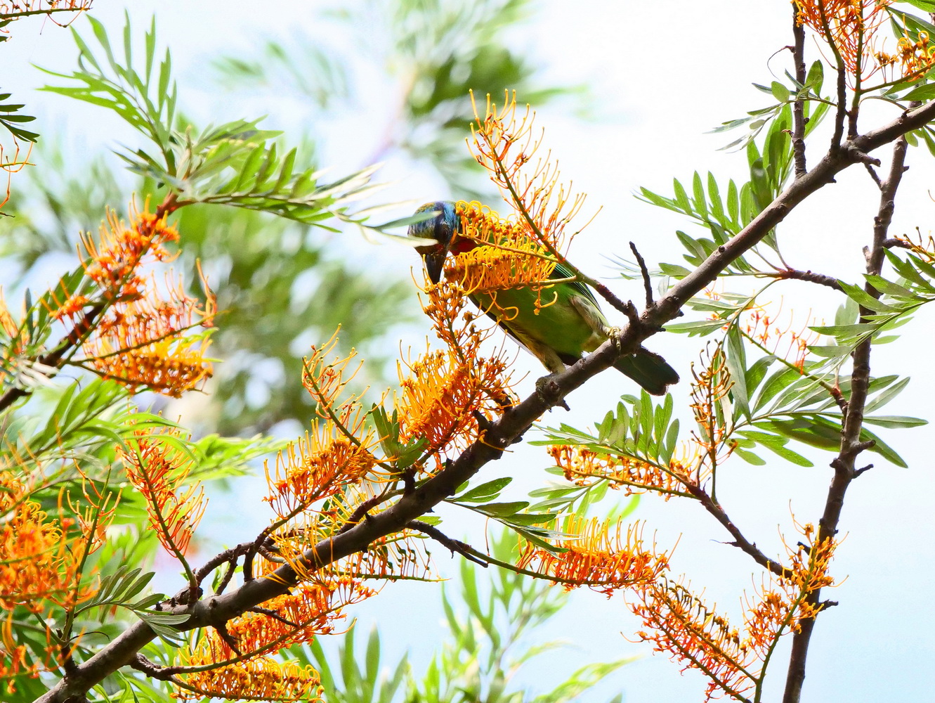 銀樺花上的五色鳥
