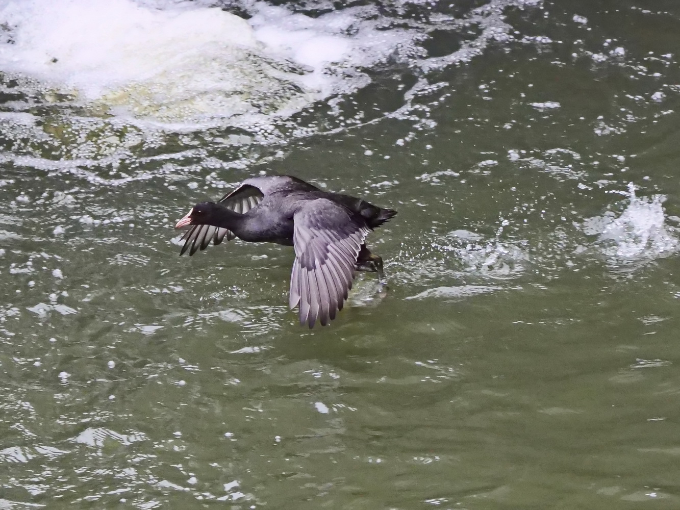 落難的白冠雞奮力跑步助飛