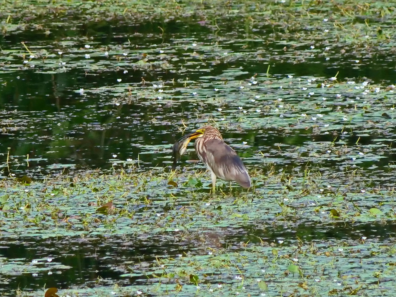 池鷺獵捕吳郭魚