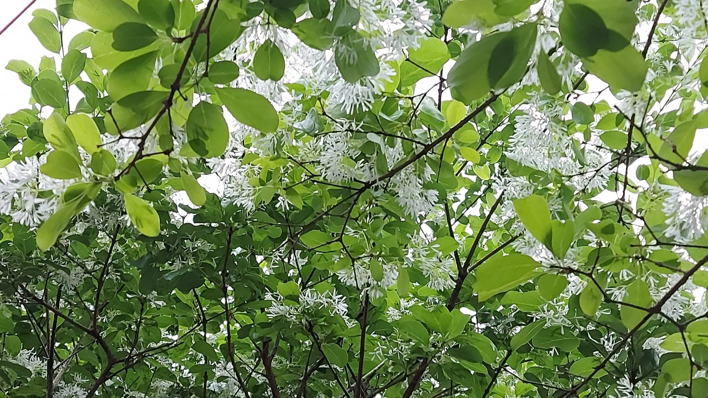 流蘇三月間花開
