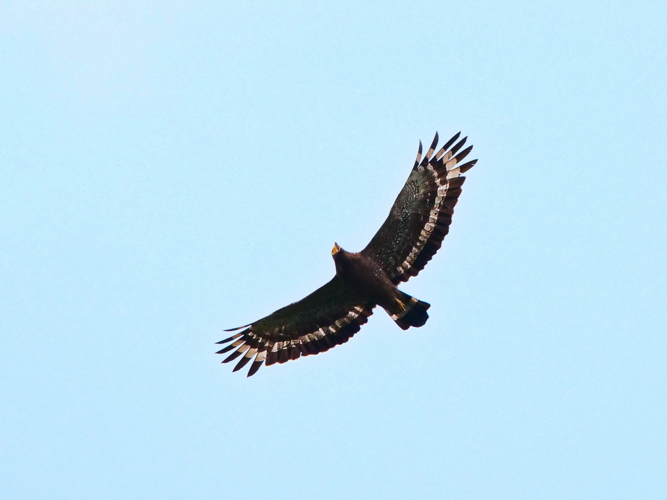 大冠鷲鳴叫