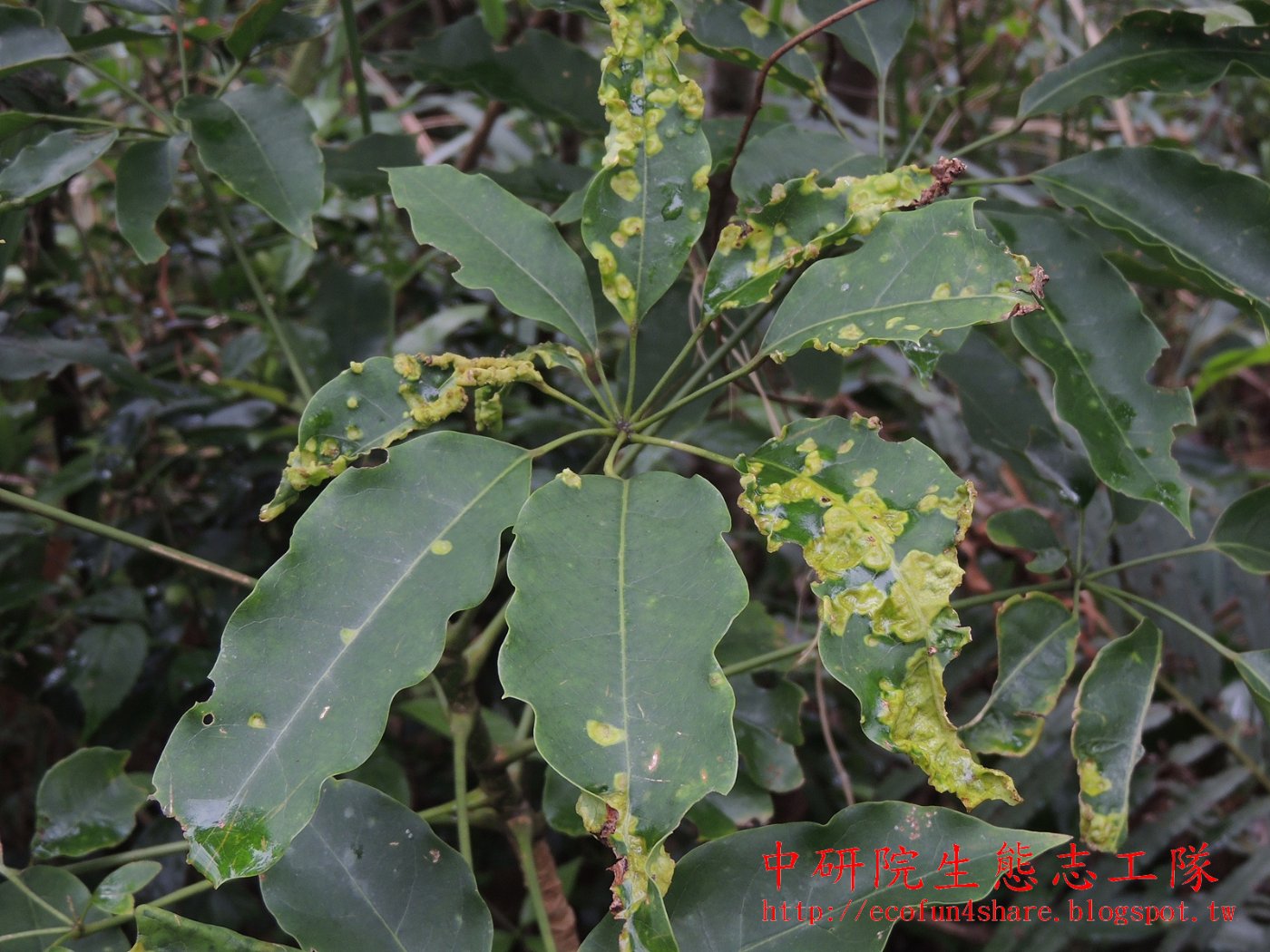 江某蟲癭-疙瘩狀植物癭─造癭者-螨蜱類