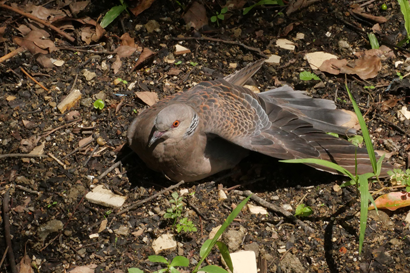 金背鳩是最不怕人的野鳥，在路旁日光浴。