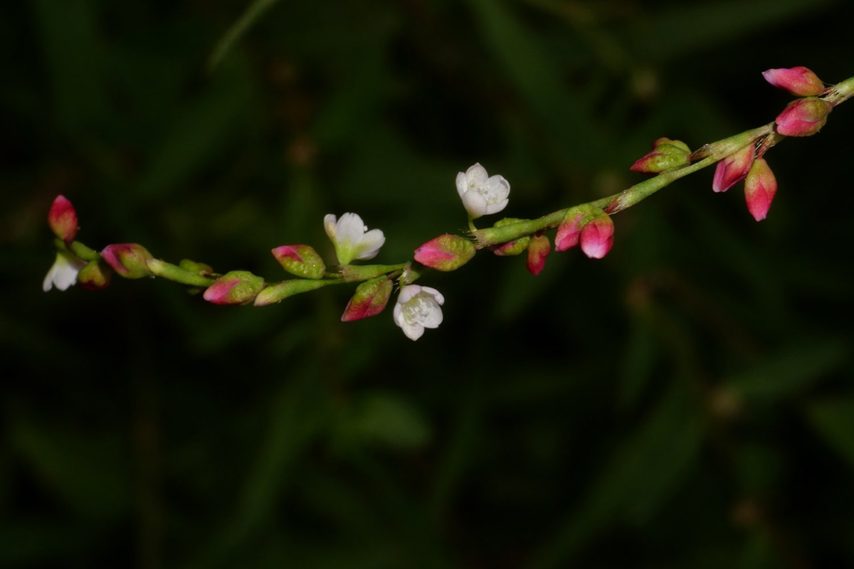 花苞時基部鮮綠色(陳宗憲攝)