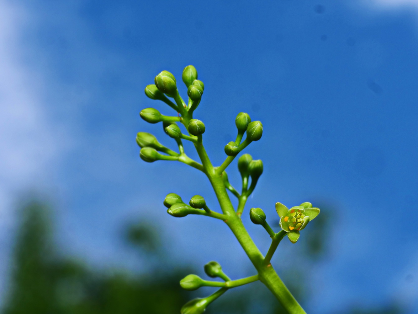 大葉楠的花序