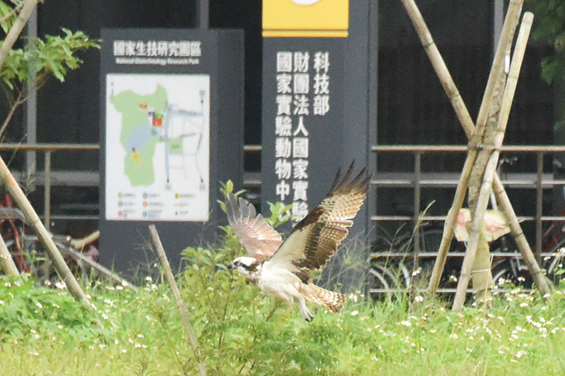 魚鷹飛過G棟實驗動物中心門口