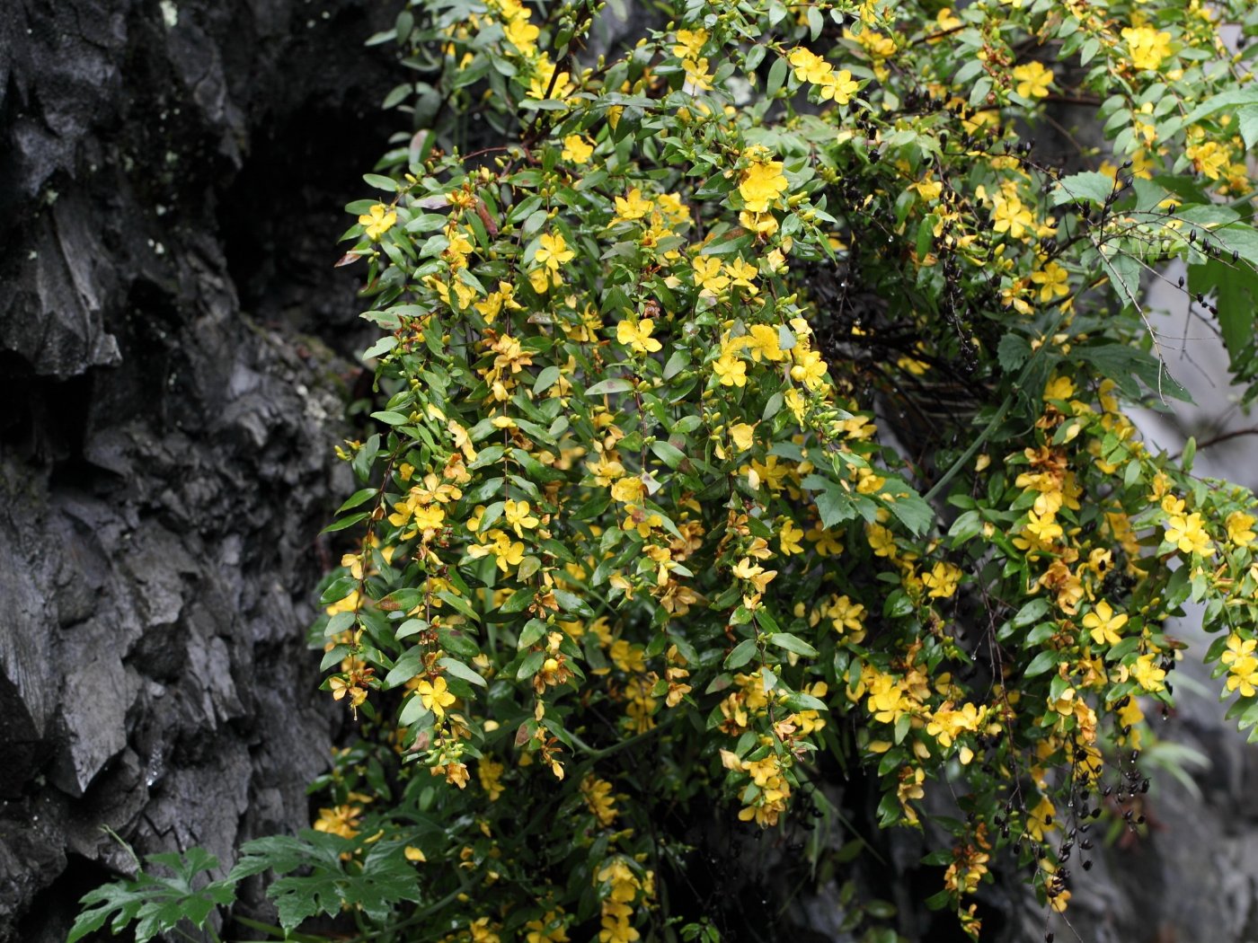 生長在野外中海拔岩壁山上的植株