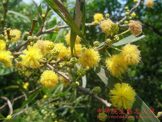 相相思樹花-雄蕊多數-離生-挺出於花外-花絲線形