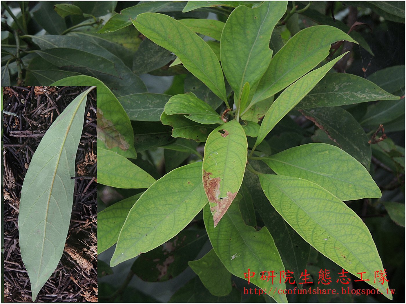 香楠葉表黃綠色