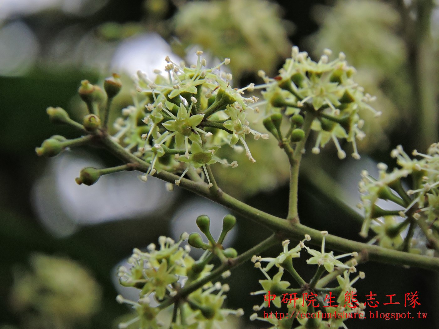 花兩性，花小黃綠色，花瓣雄蕊各5