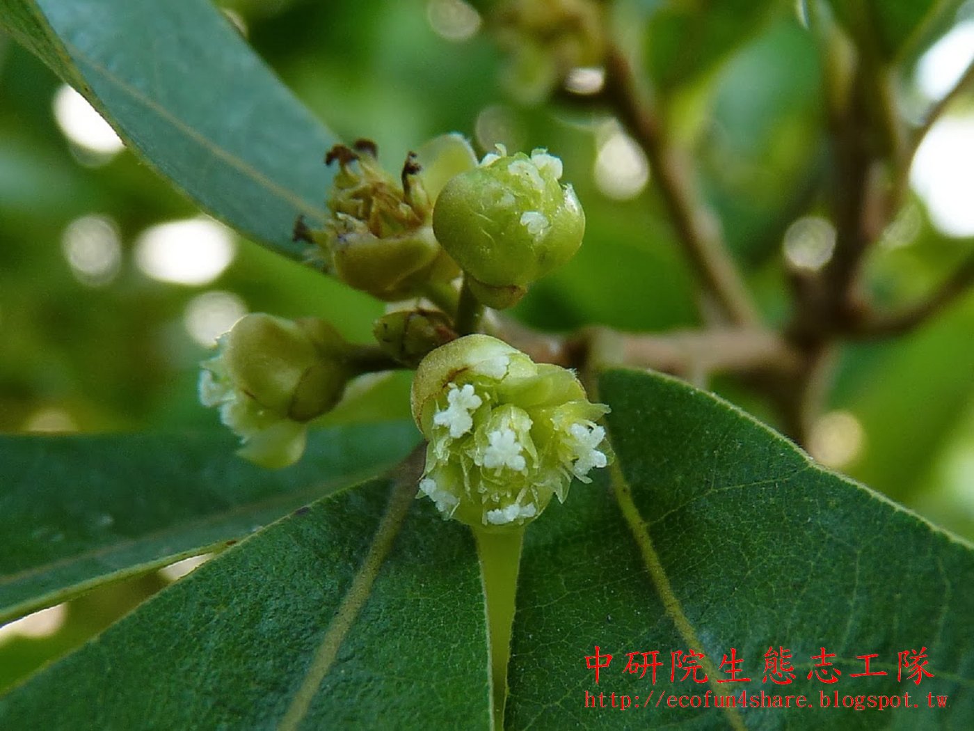 小梗木薑子雌雄異株，單性花，雌花