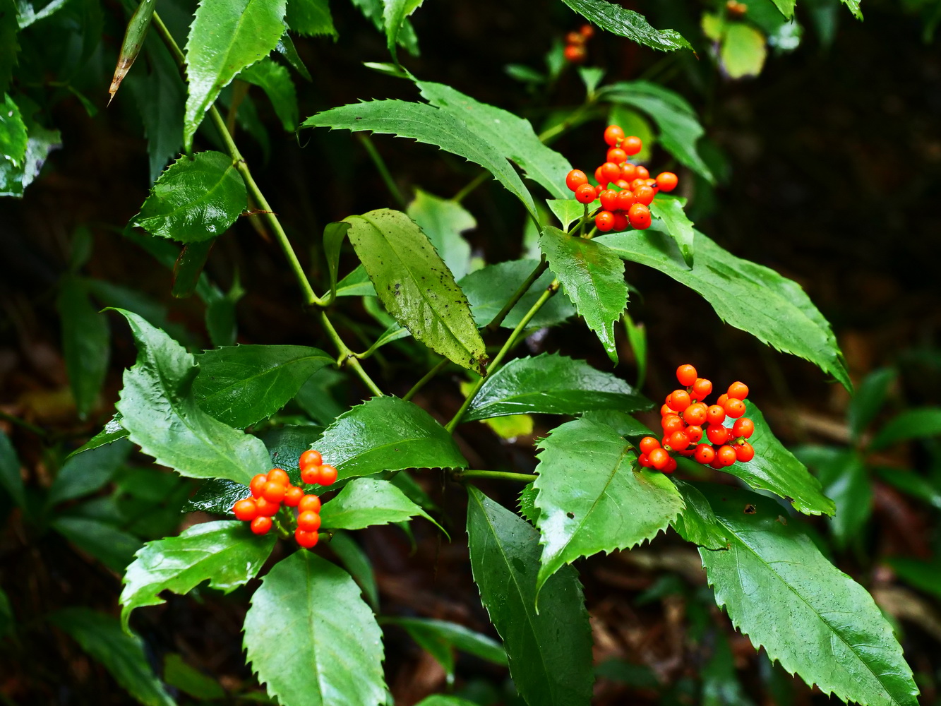 紅果金粟蘭(果)