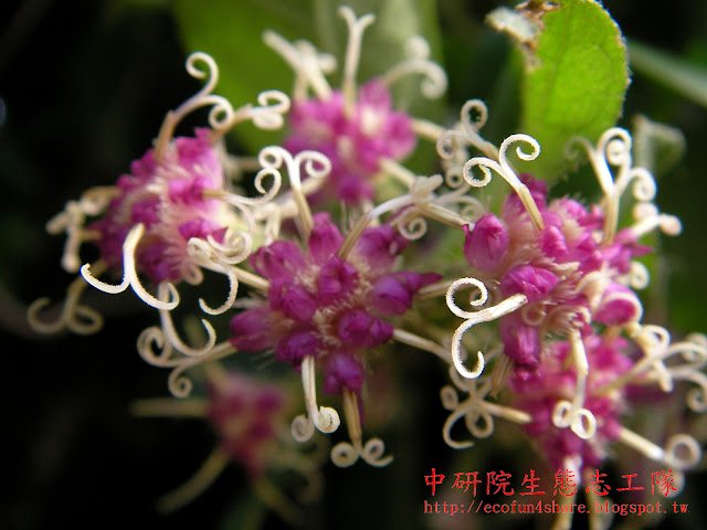 過山龍盛開，花瓣閉而不展，花柱特長，柱頭突出2裂，似羊角