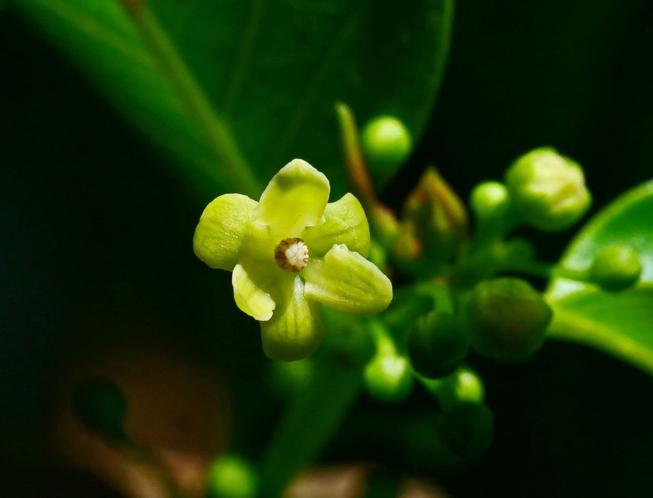 雄花