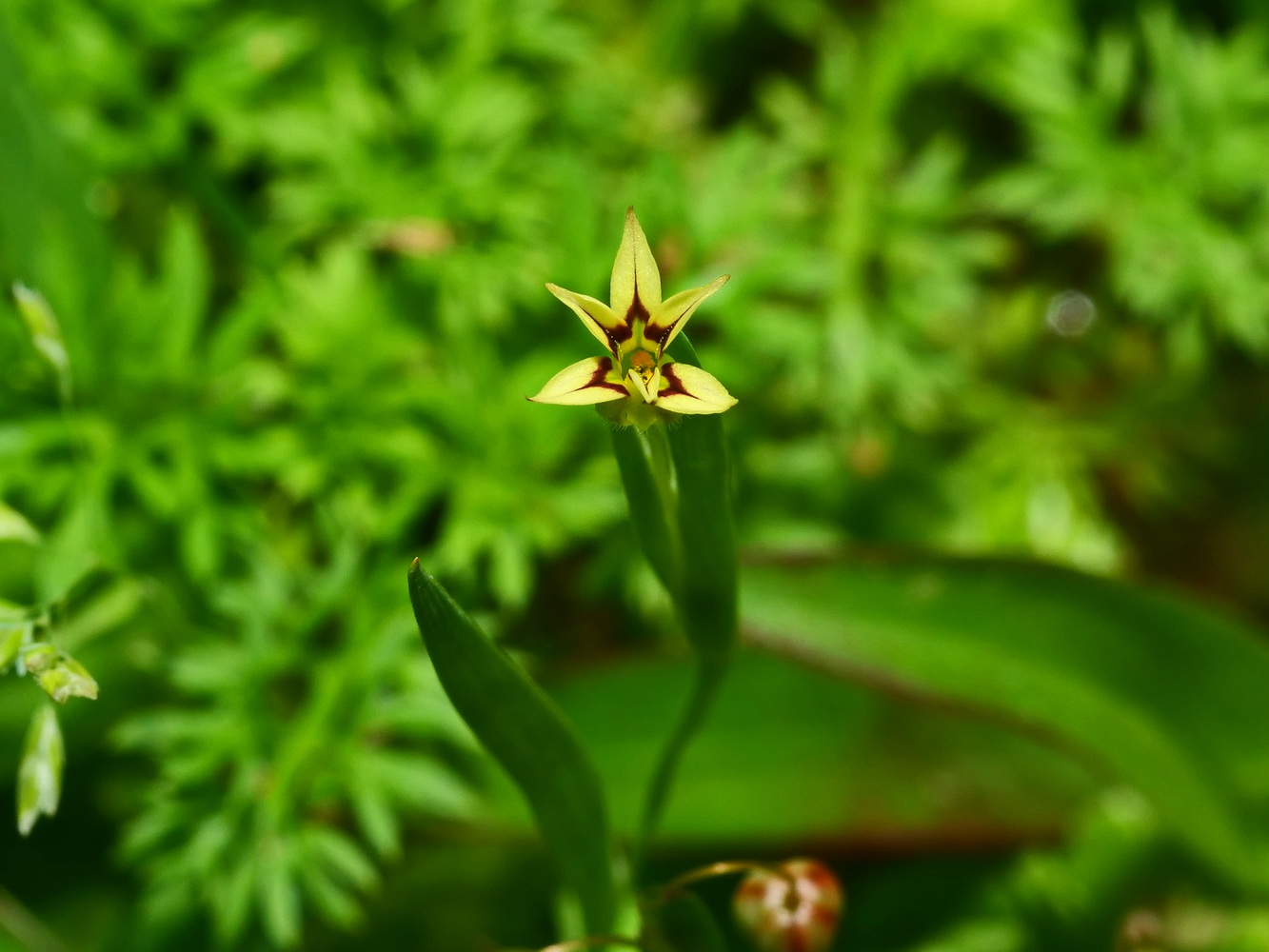 黃花庭蒼蒲