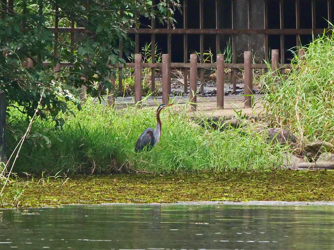 紫鷺在遠處短暫停棲後飛離