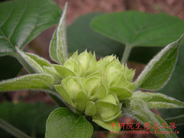 白毛臭牡丹-頂生的聚繖花序密生灰白色毛茸