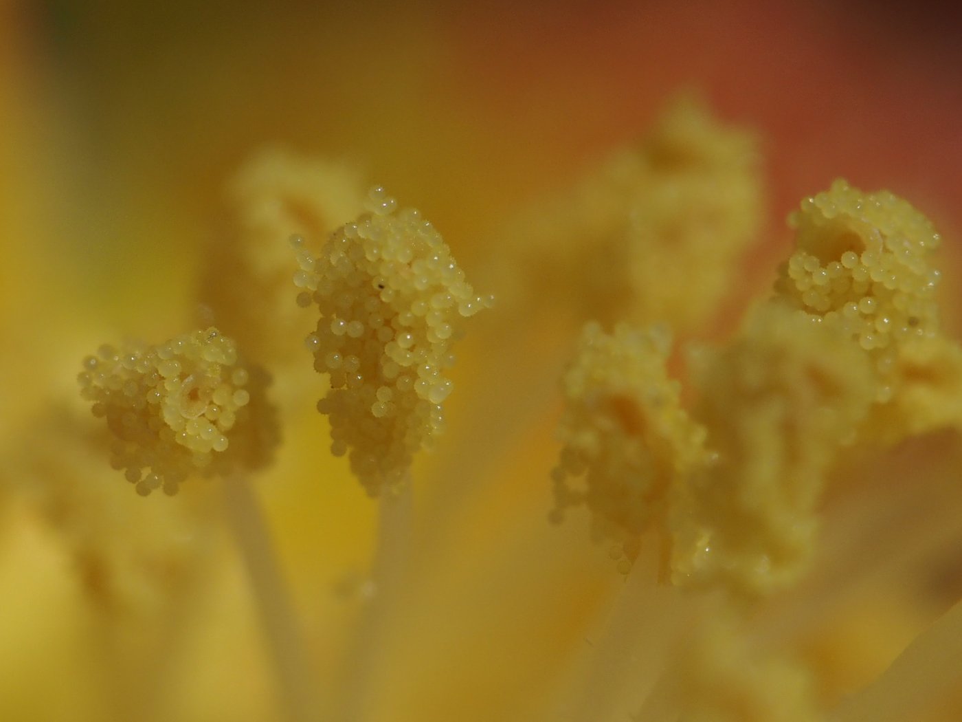雄蕊黃色花粉，特別大，不易被吃