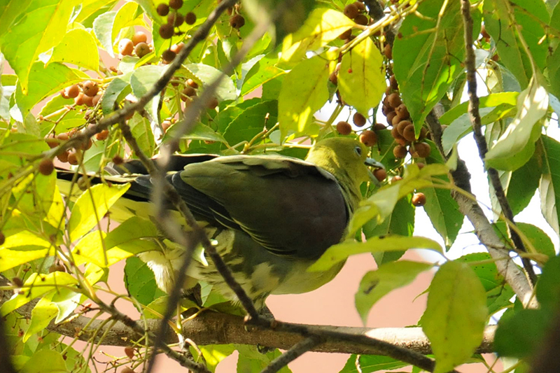 綠鳩吃茄冬果實