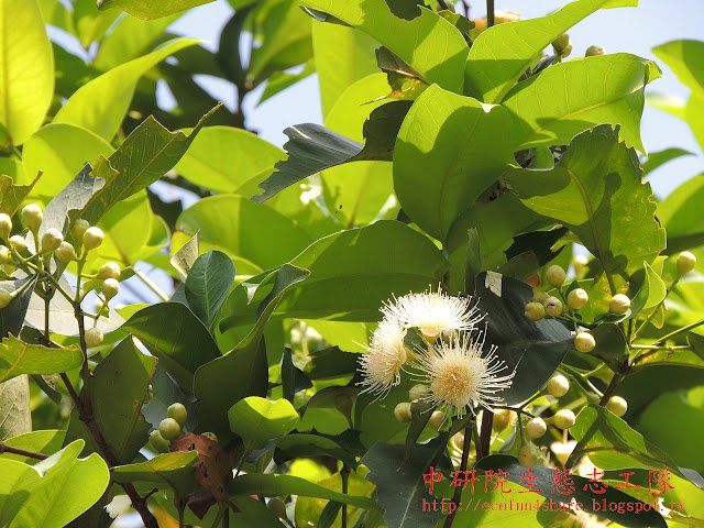花腋生，呈淡黃白色，花萼為淺盃狀，花瓣則為倒卵形