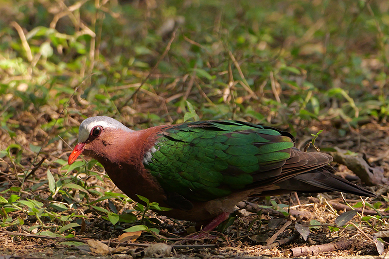 翠翼鳩成鳥