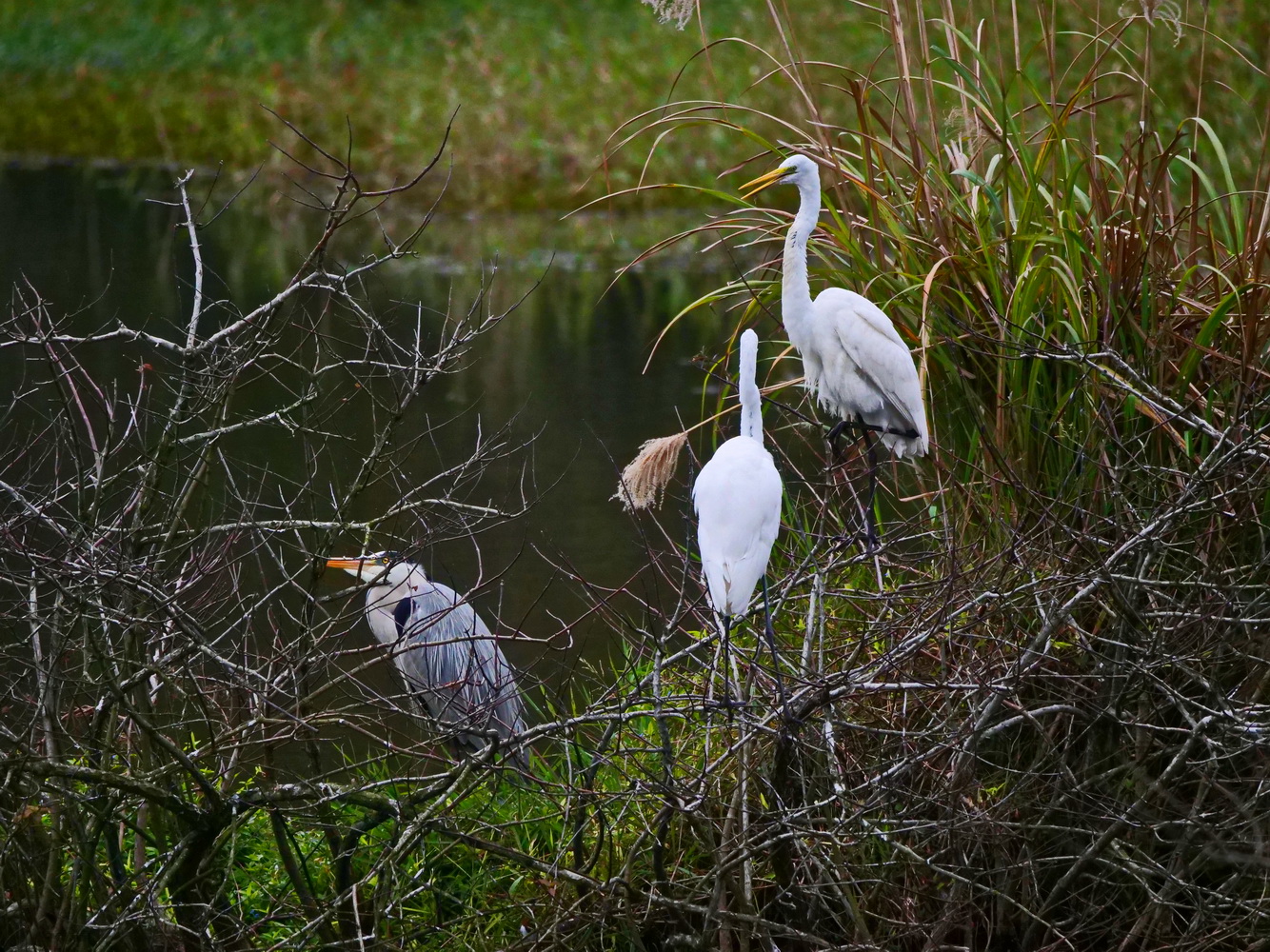 蒼鷺和大白鷺同棲小樹