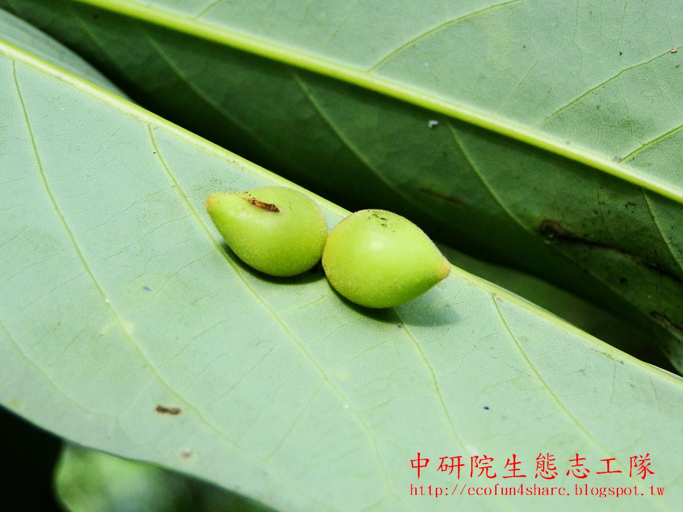 香楠葉背上的蟲癭