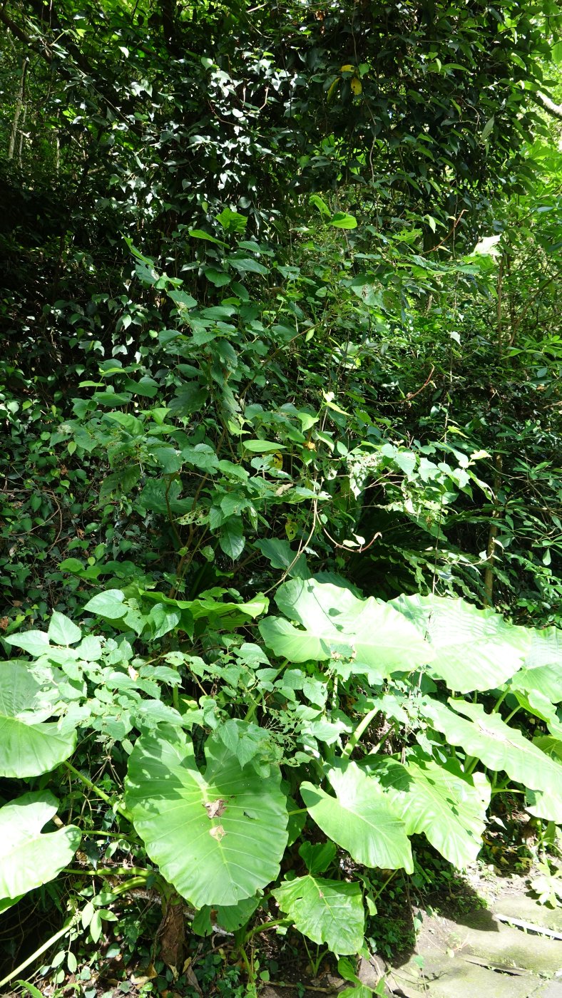 小葉桑植株