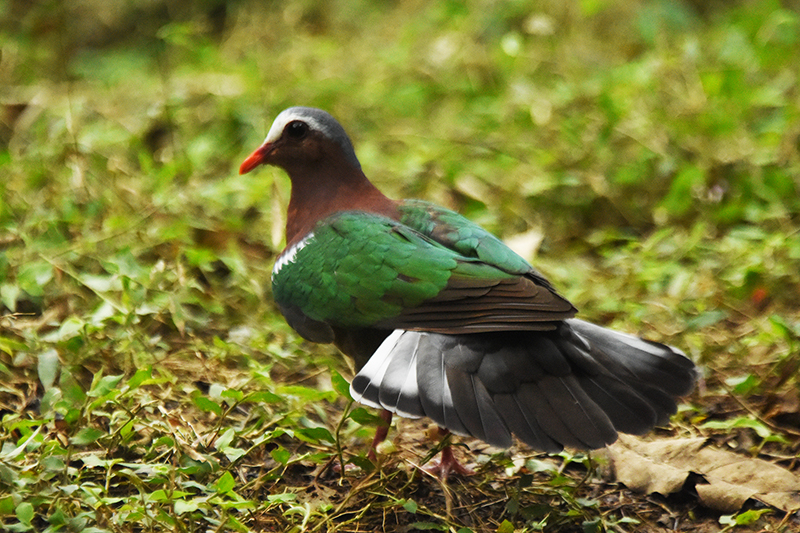 翠翼鳩尾部半開