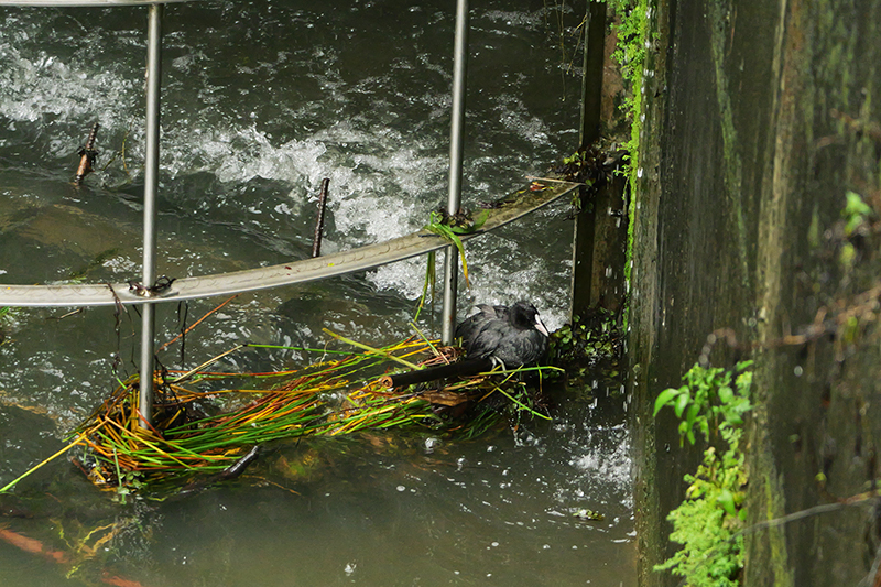 白冠雞困在溢洪堰底部