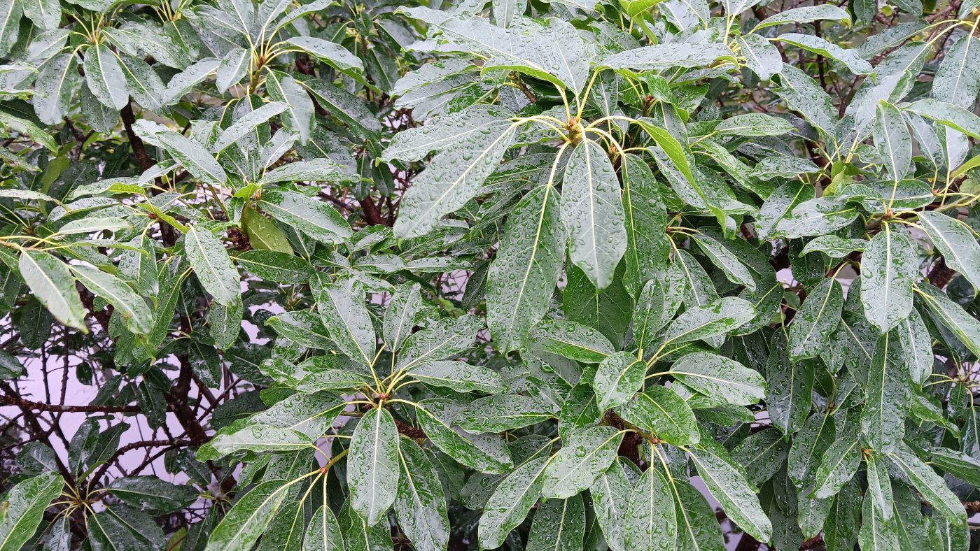 雀榕葉面葉片長橢圓形，側脈7-9對，葉柄長3-7cm