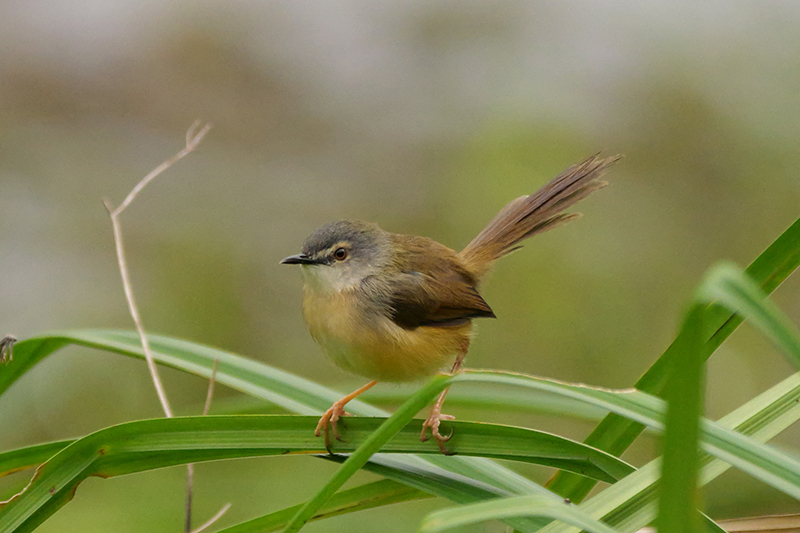 灰頭鷦鶯(母鳥)