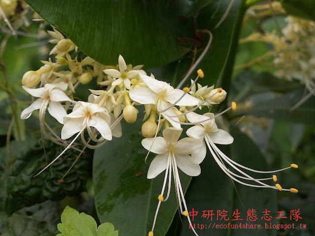 雄蕊著生冠筒內-挺出花冠外-花絲線形