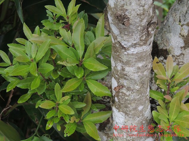 楊梅老樹旁萌蘗的小植株