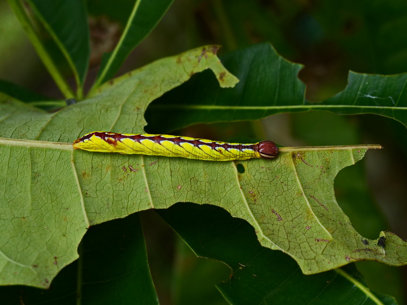 眼紋木舟蛾幼蟲