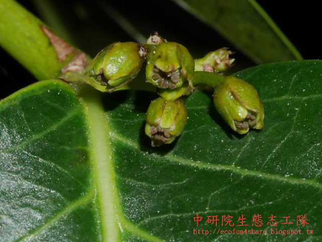 披針葉饅頭果-花黃綠色，很小，聚繖花序腋生