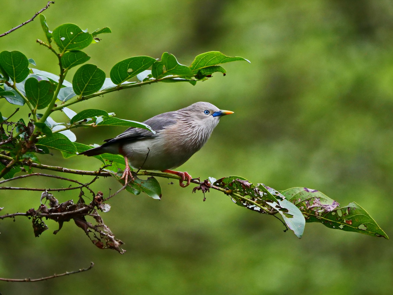 灰頭椋鳥枝頭尋蟲
